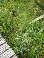 Image of gulf cockspur grass