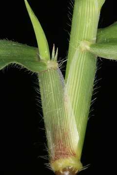 Image of Durban crowfoot grass