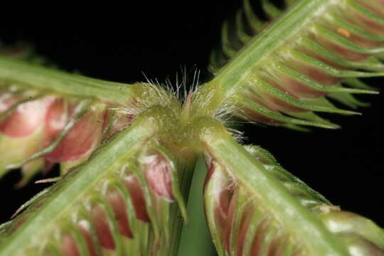 Image of Durban crowfoot grass