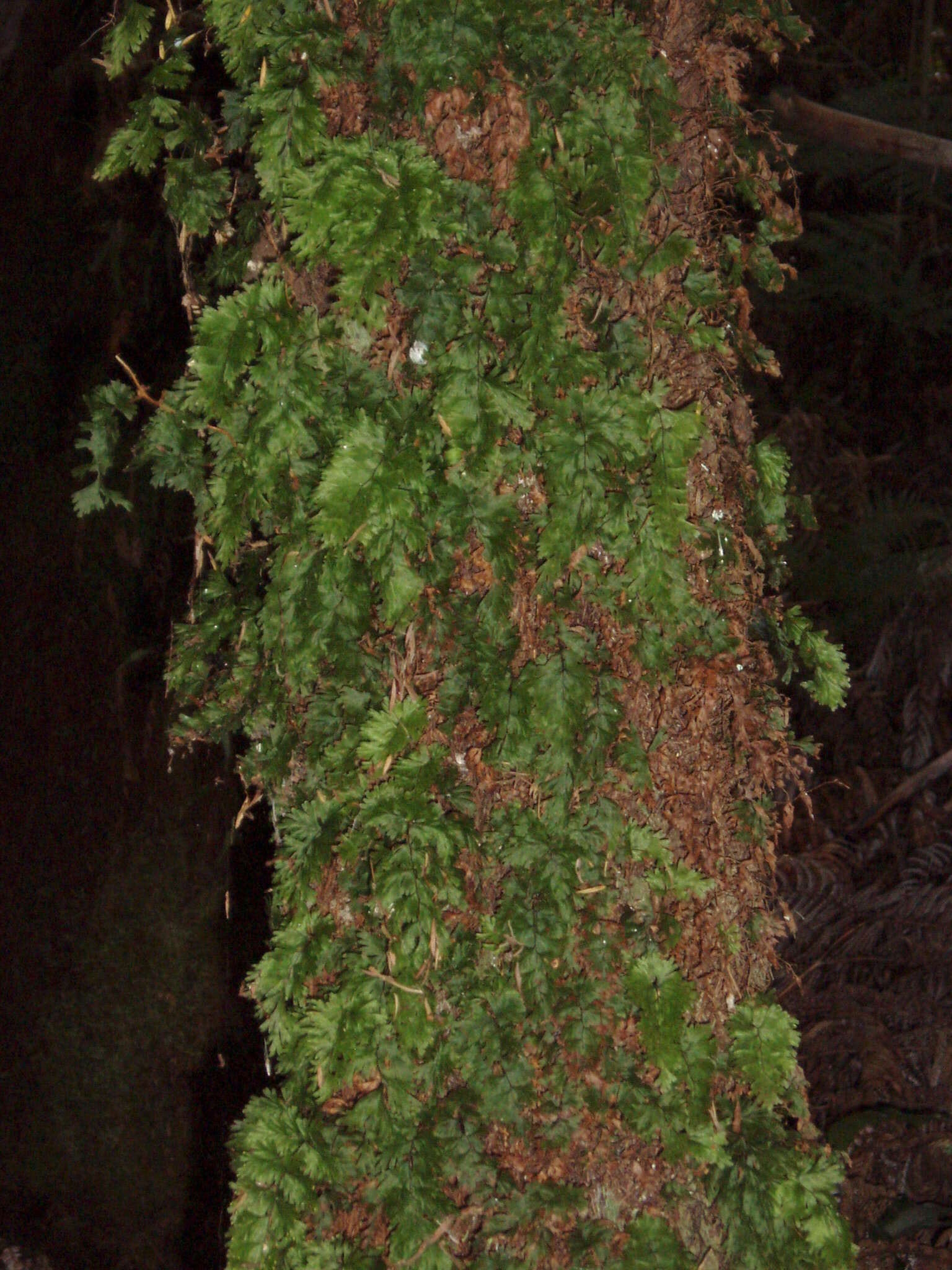 Imagem de Hymenophyllum flabellatum Labill.