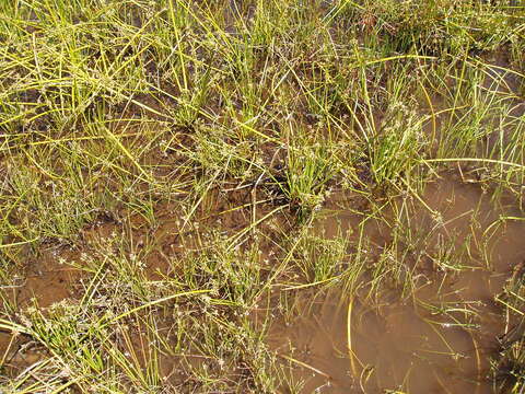 Image of proliferating bulrush