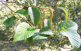 صورة Alnus acuminata Kunth