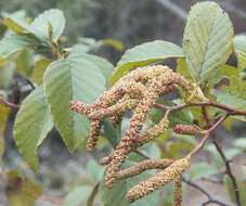 Image of Andean Alder