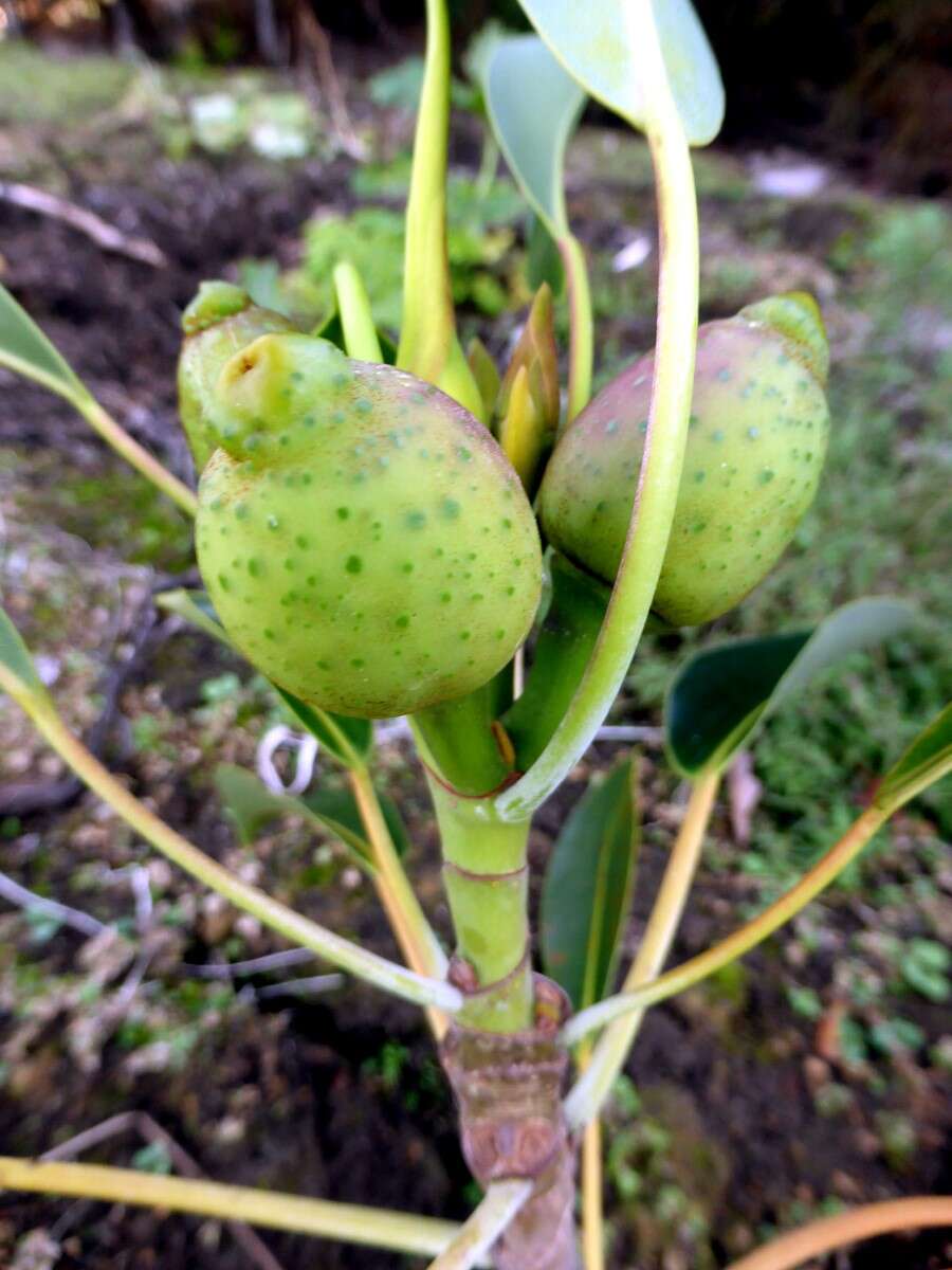 Image of Ficus watkinsiana F. M. Bailey