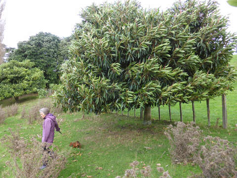 Image of Ficus watkinsiana F. M. Bailey