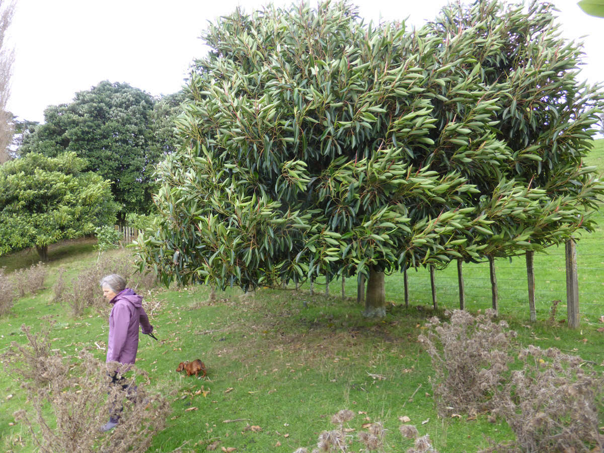 Image of Ficus watkinsiana F. M. Bailey