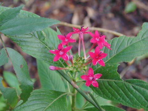 Image of pentas