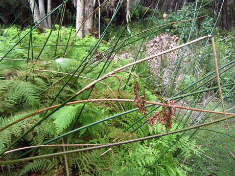 Image of Machaerina articulata (R. Br.) T. Koyama