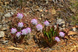 Image of Ptilotus manglesii