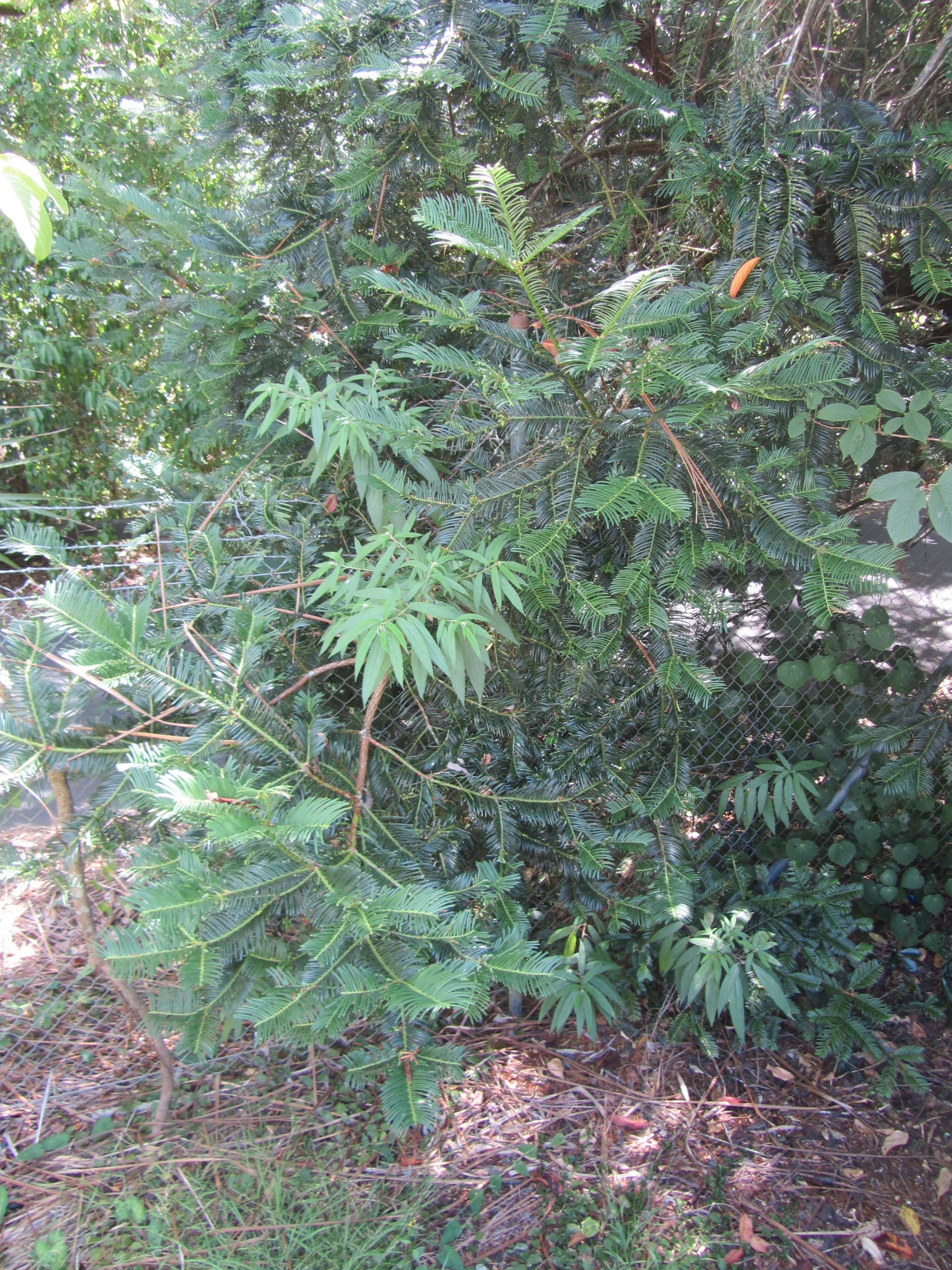 Imagem de Debregeasia longifolia (Burm. fil.) Wedd.