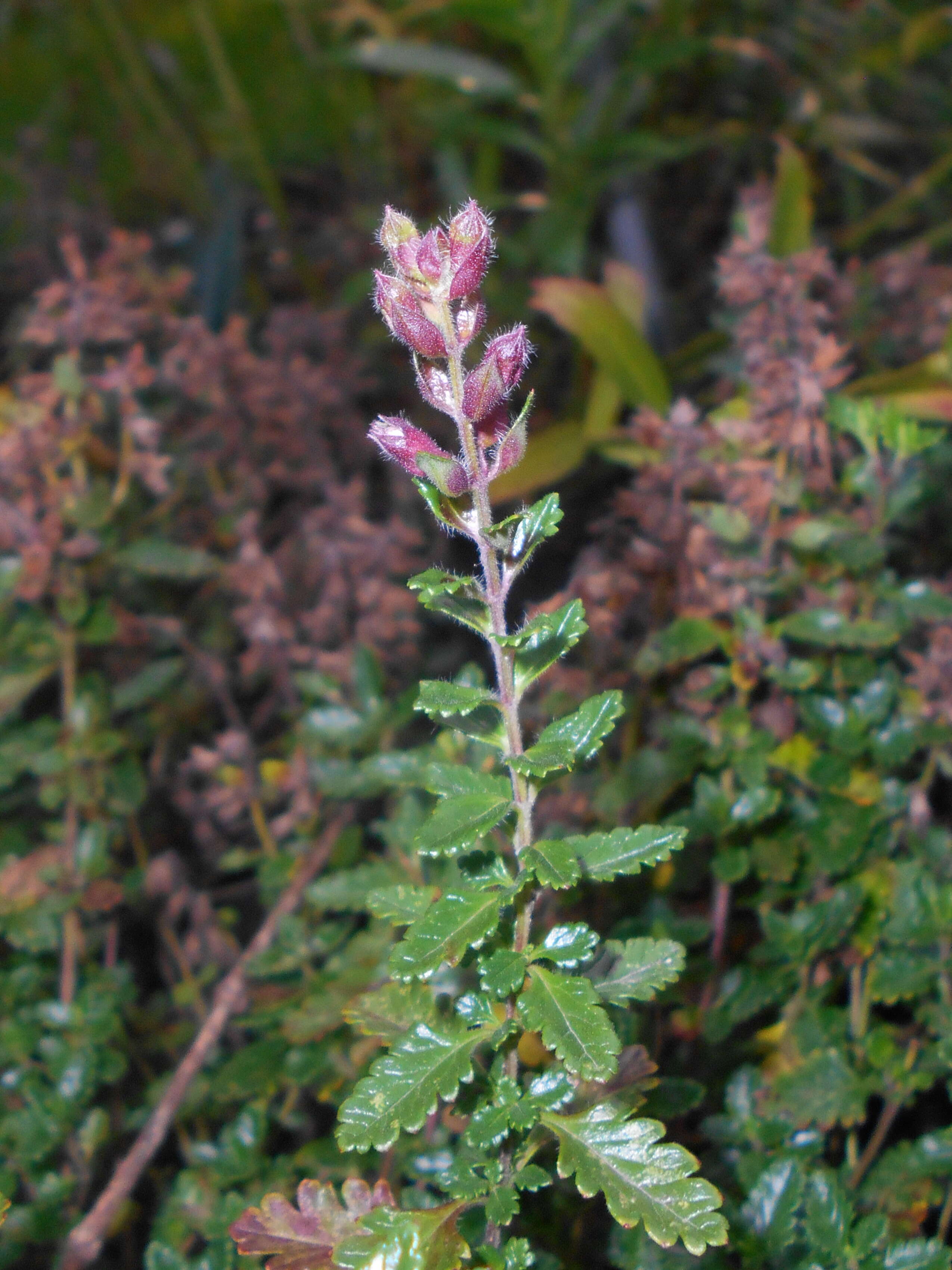 Image de Germandrée petit-chêne