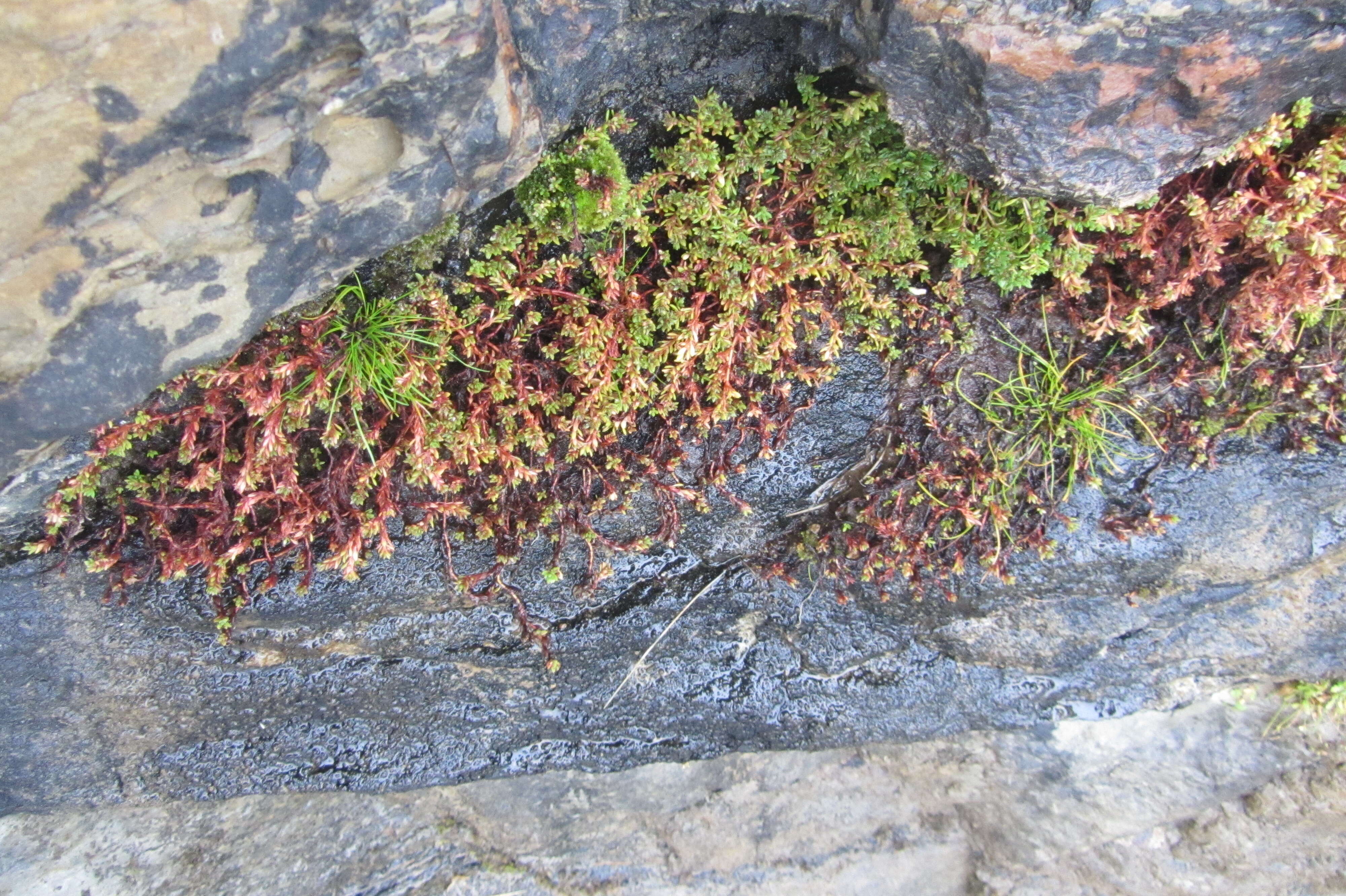 Image of Crassula moschata Forst.