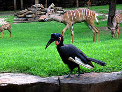 Image of Abyssinian Ground Hornbill