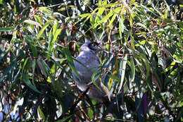 Image of Noisy Miner