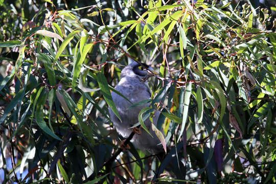 Image of Noisy Miner