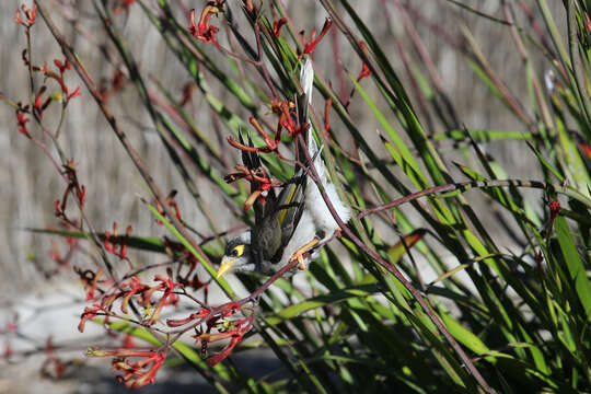 Image of Noisy Miner