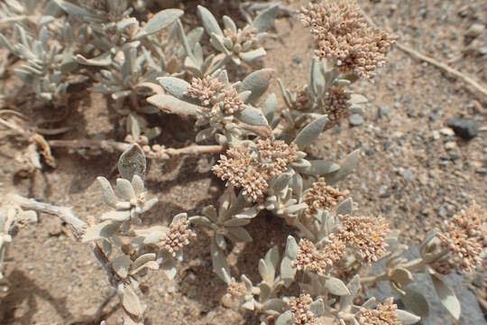 Plancia ëd Polycarpaea nivea (Ait.) Webb