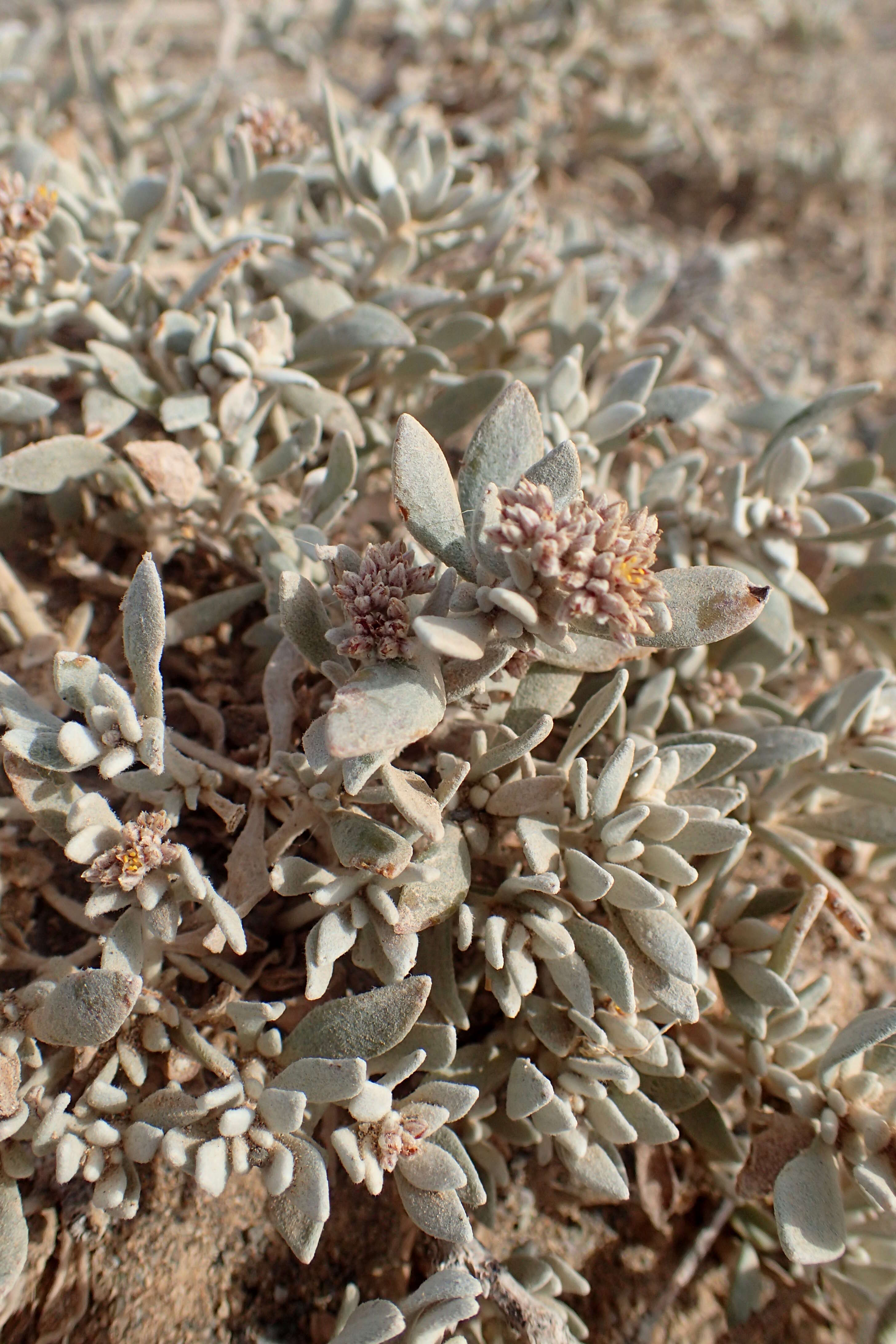 Plancia ëd Polycarpaea nivea (Ait.) Webb