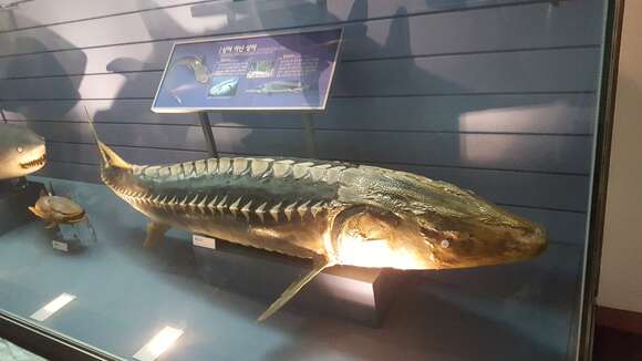 Image of Chinese Sturgeon