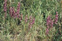 Image of Anacamptis sancta (L.) R. M. Bateman, Pridgeon & M. W. Chase