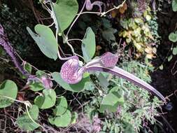 Image de Aristolochia ringens Vahl