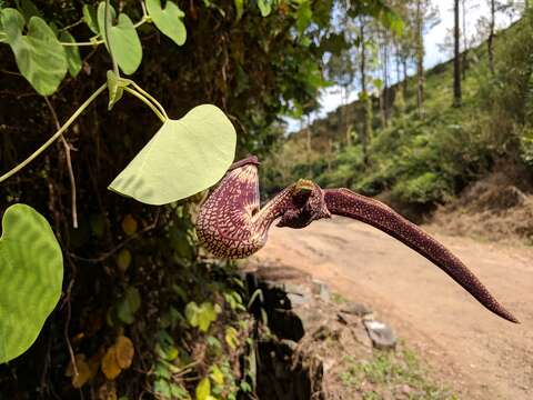 Image de Aristolochia ringens Vahl