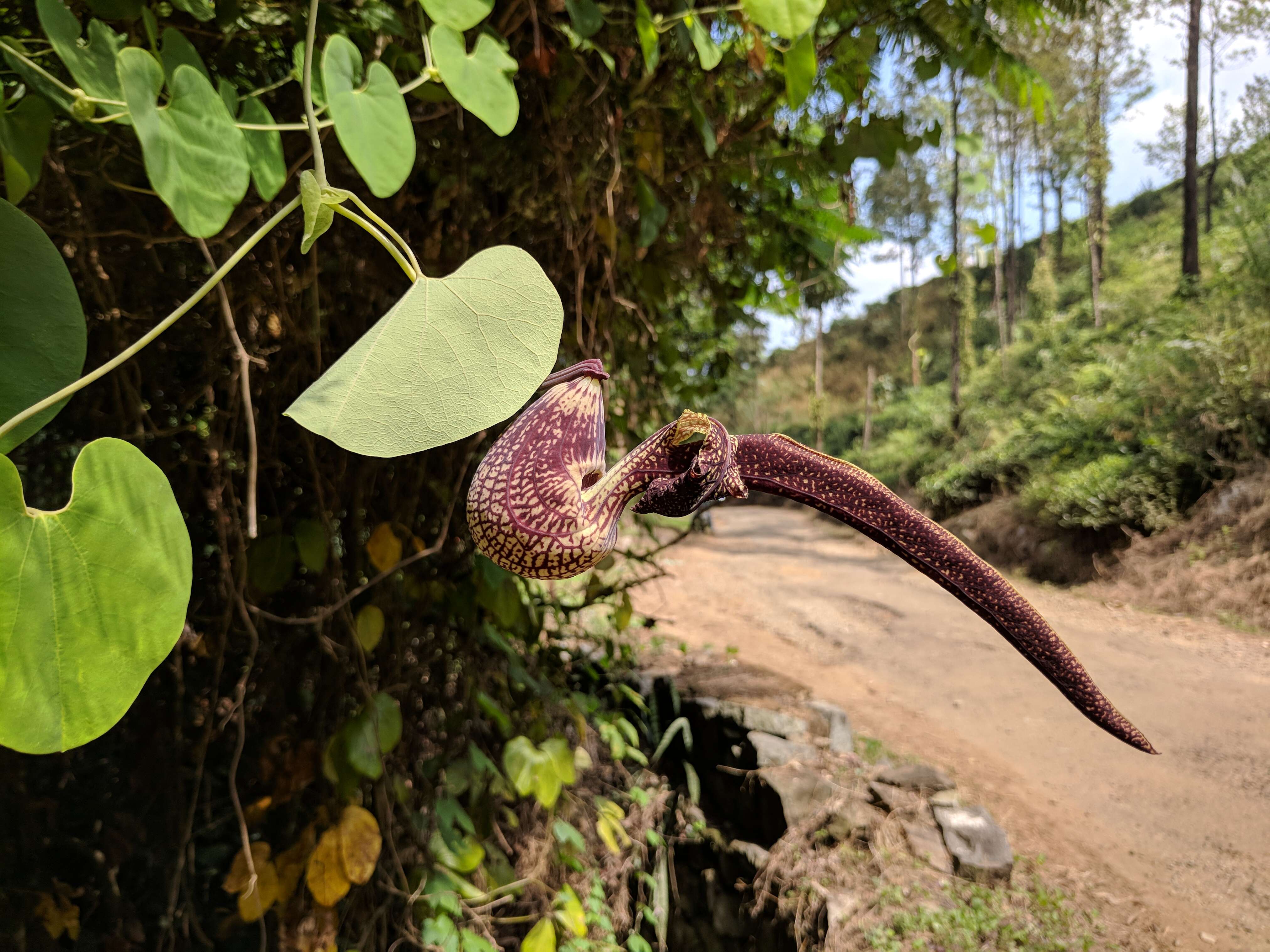 Image de Aristolochia ringens Vahl