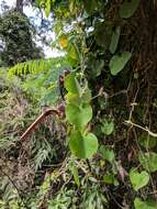 Image de Aristolochia ringens Vahl