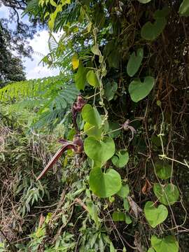 Image de Aristolochia ringens Vahl