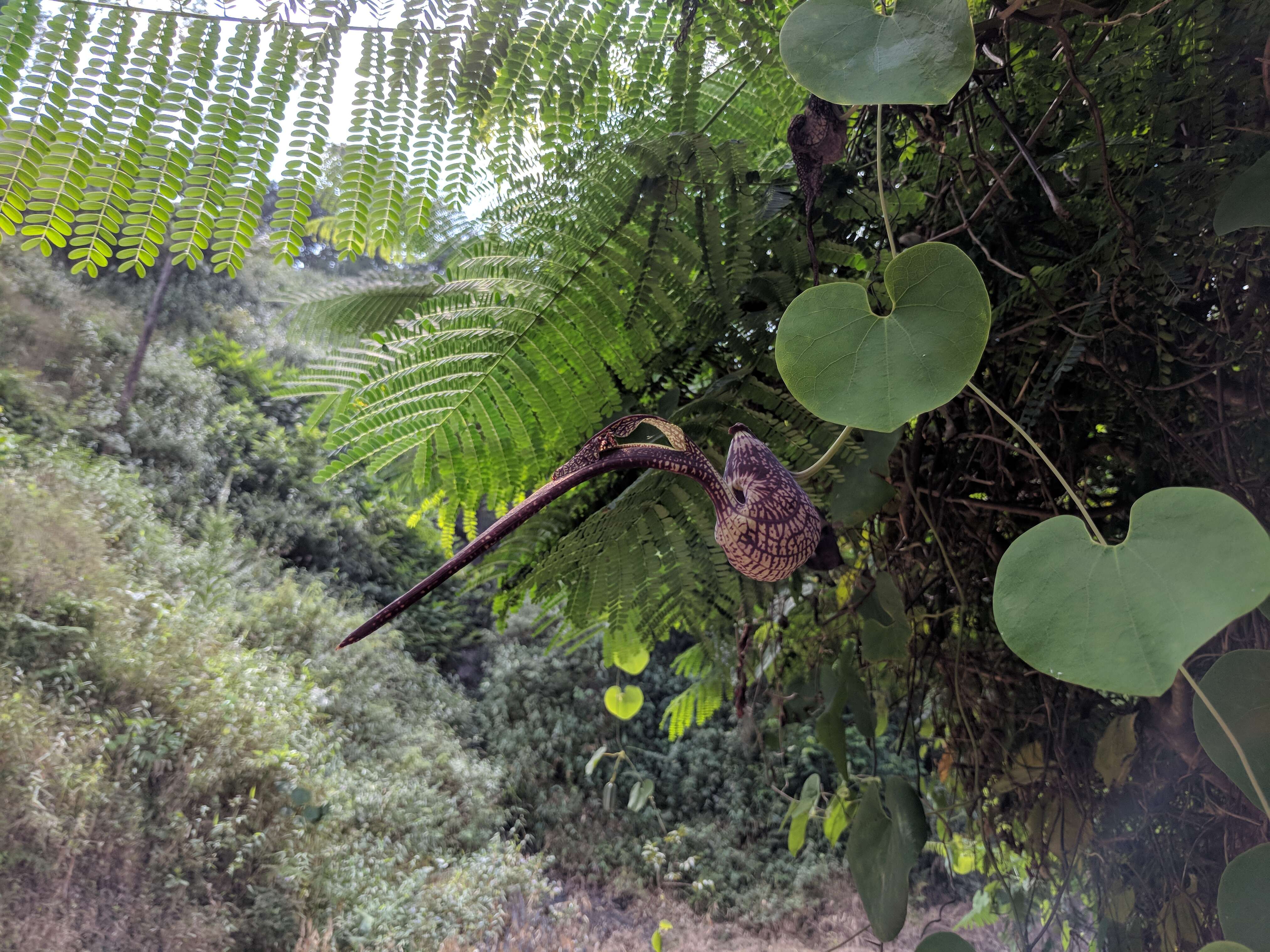 Image de Aristolochia ringens Vahl