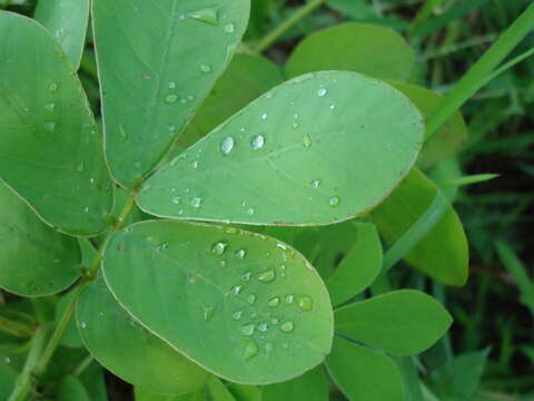 Image of sickle senna