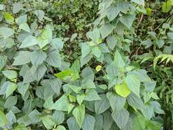 صورة Ageratina adenophora (Spreng.) R. King & H. Rob.