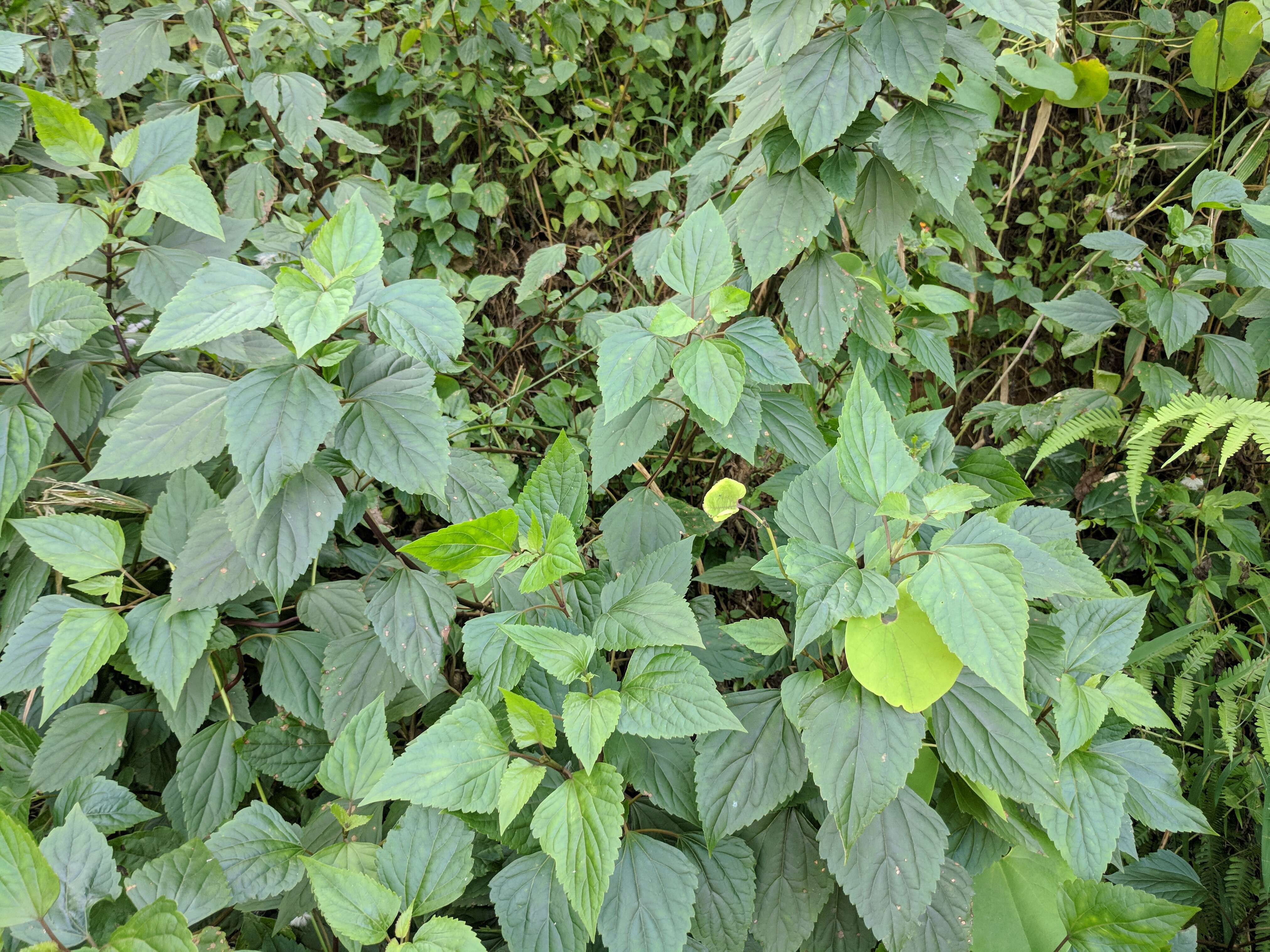 صورة Ageratina adenophora (Spreng.) R. King & H. Rob.