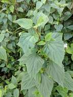 صورة Ageratina adenophora (Spreng.) R. King & H. Rob.