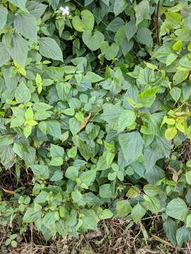 صورة Ageratina adenophora (Spreng.) R. King & H. Rob.