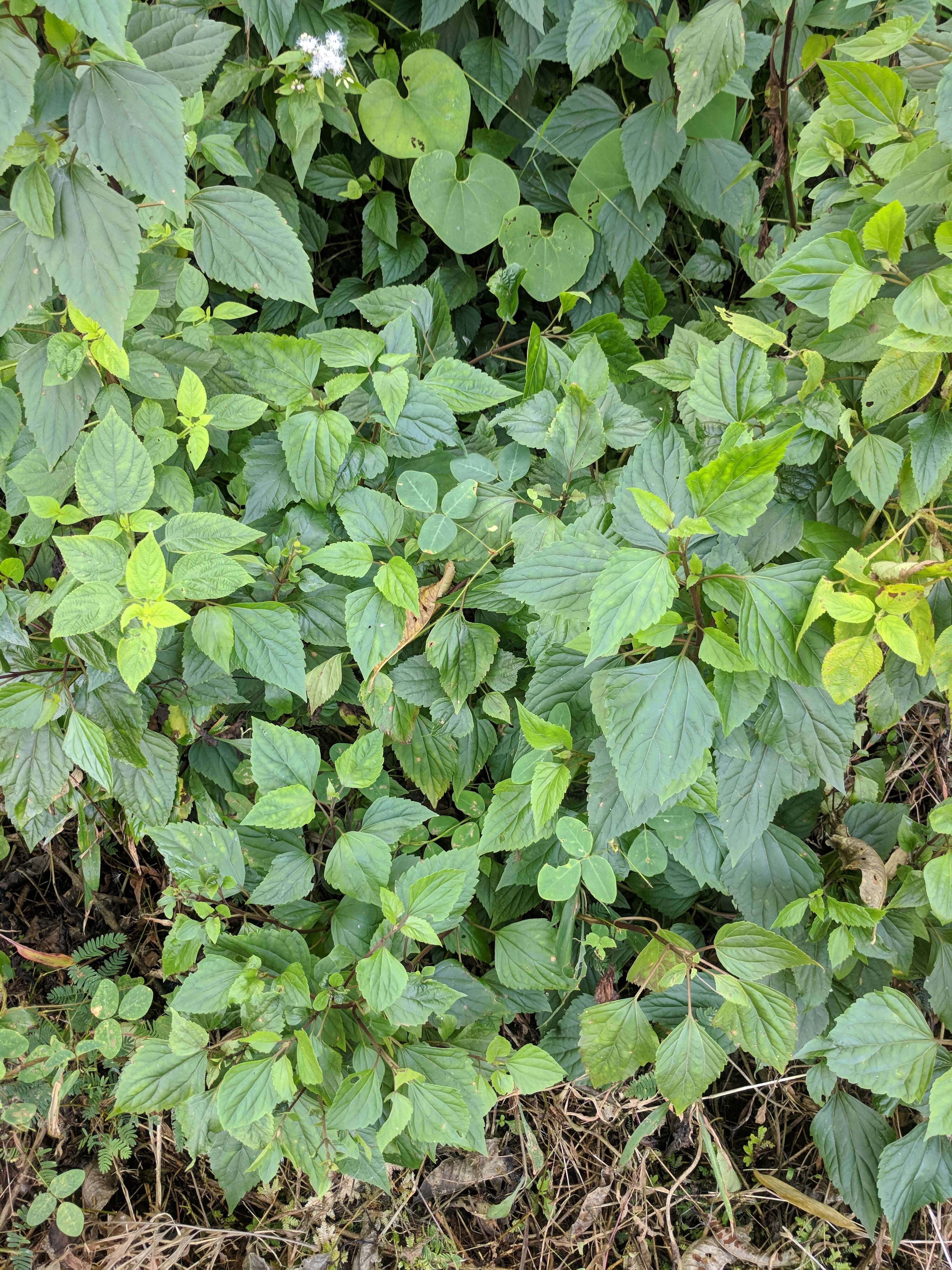 Image of sticky snakeroot