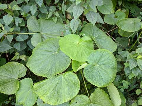 Слика од Piper umbellatum L.