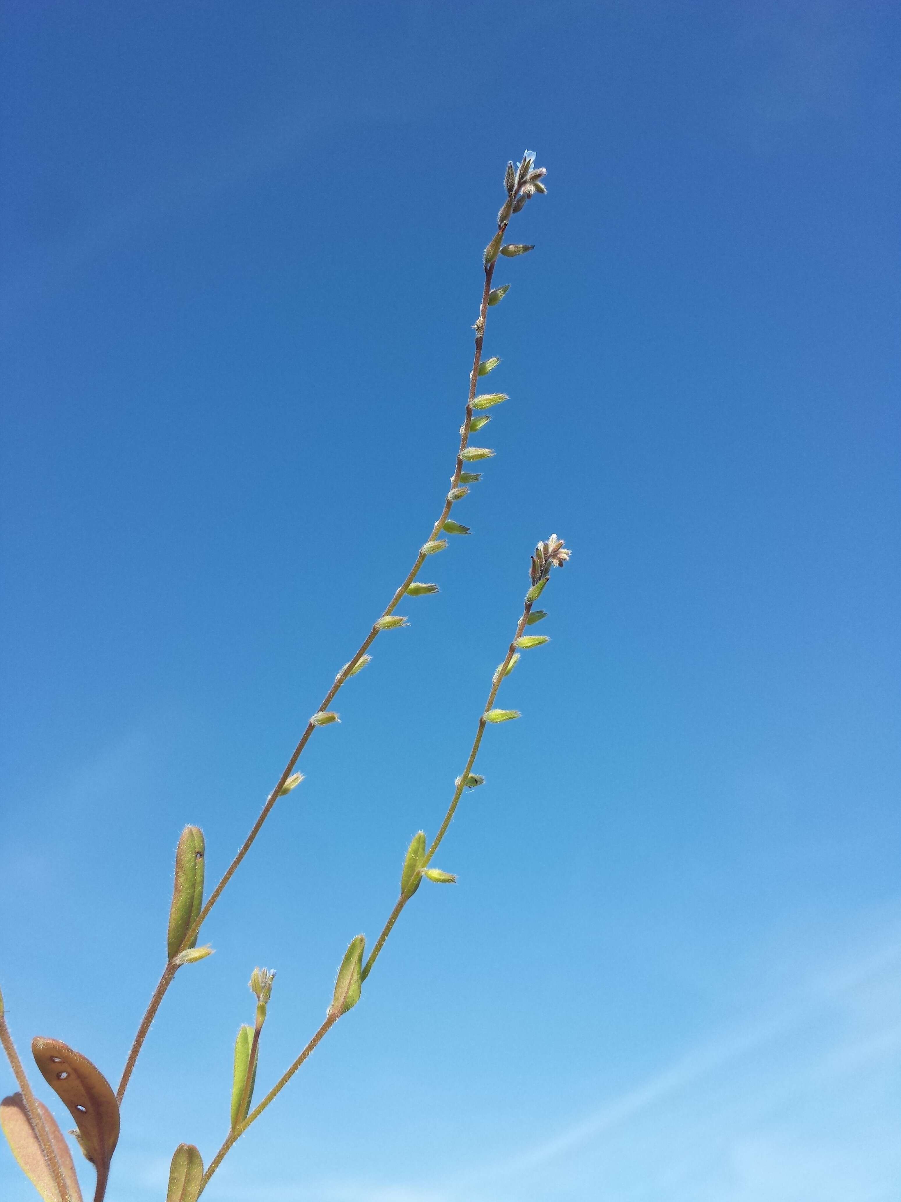 Image of strict forget-me-not