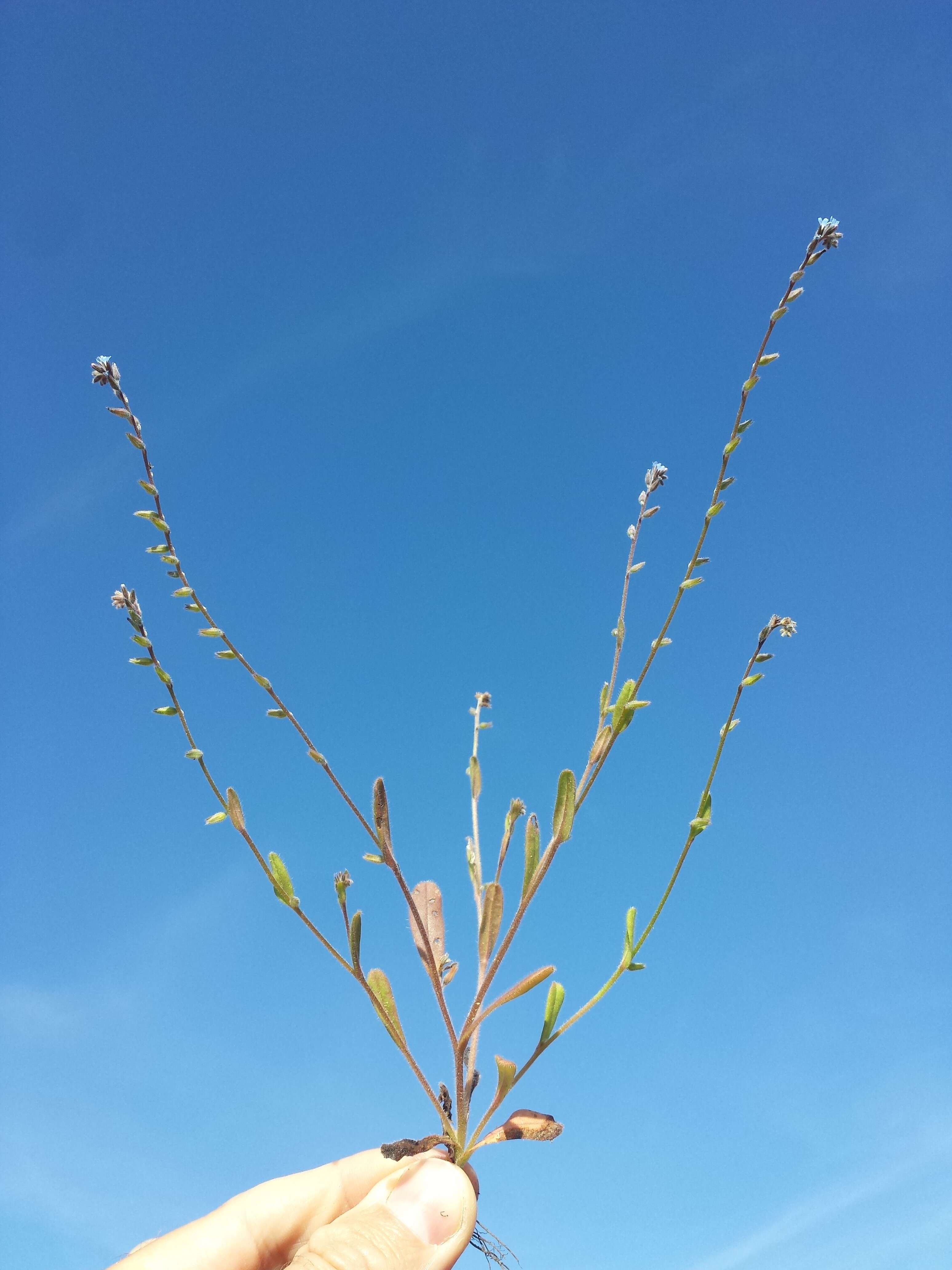 Image of strict forget-me-not