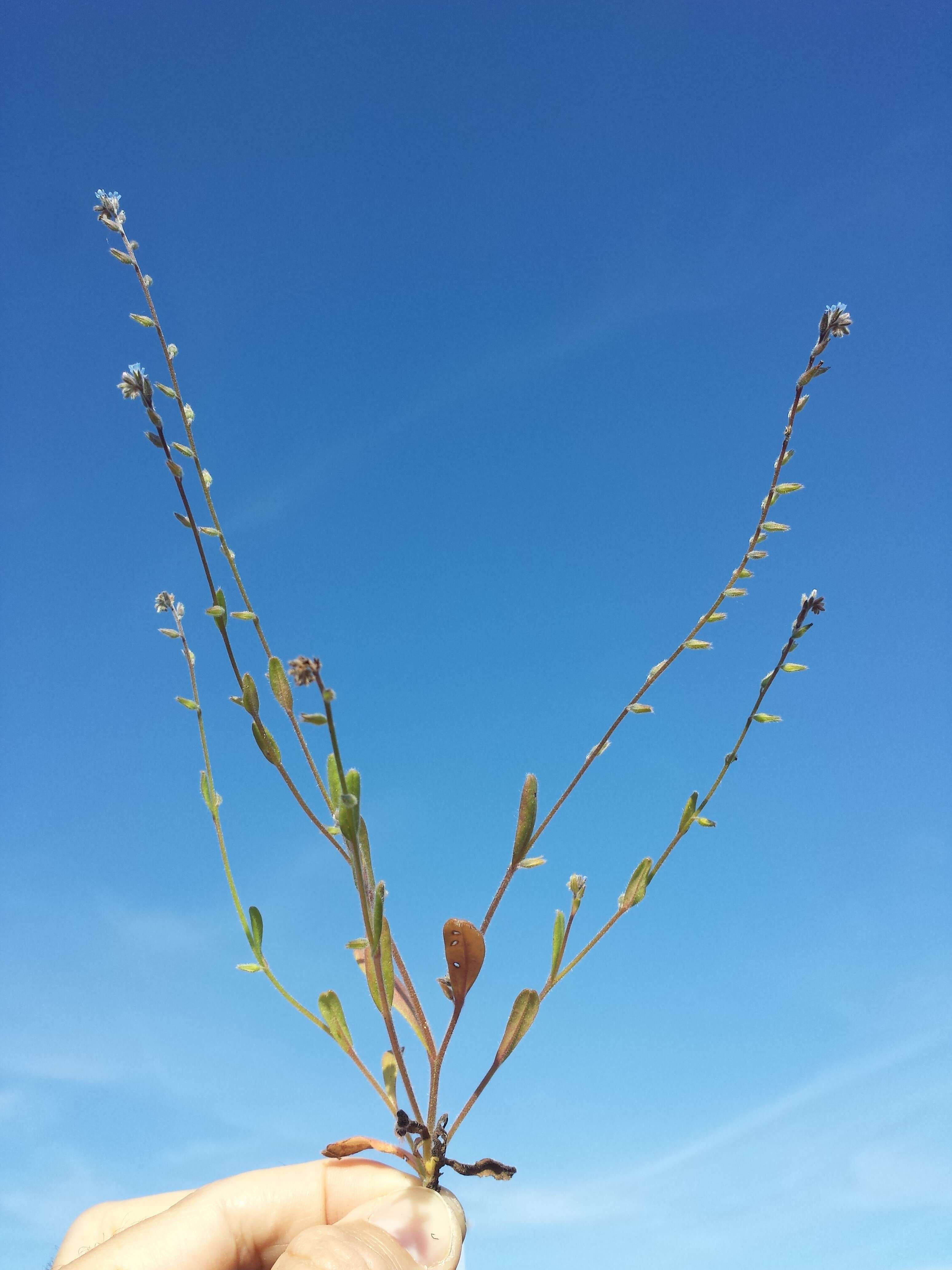 Image of strict forget-me-not