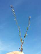 Image of strict forget-me-not