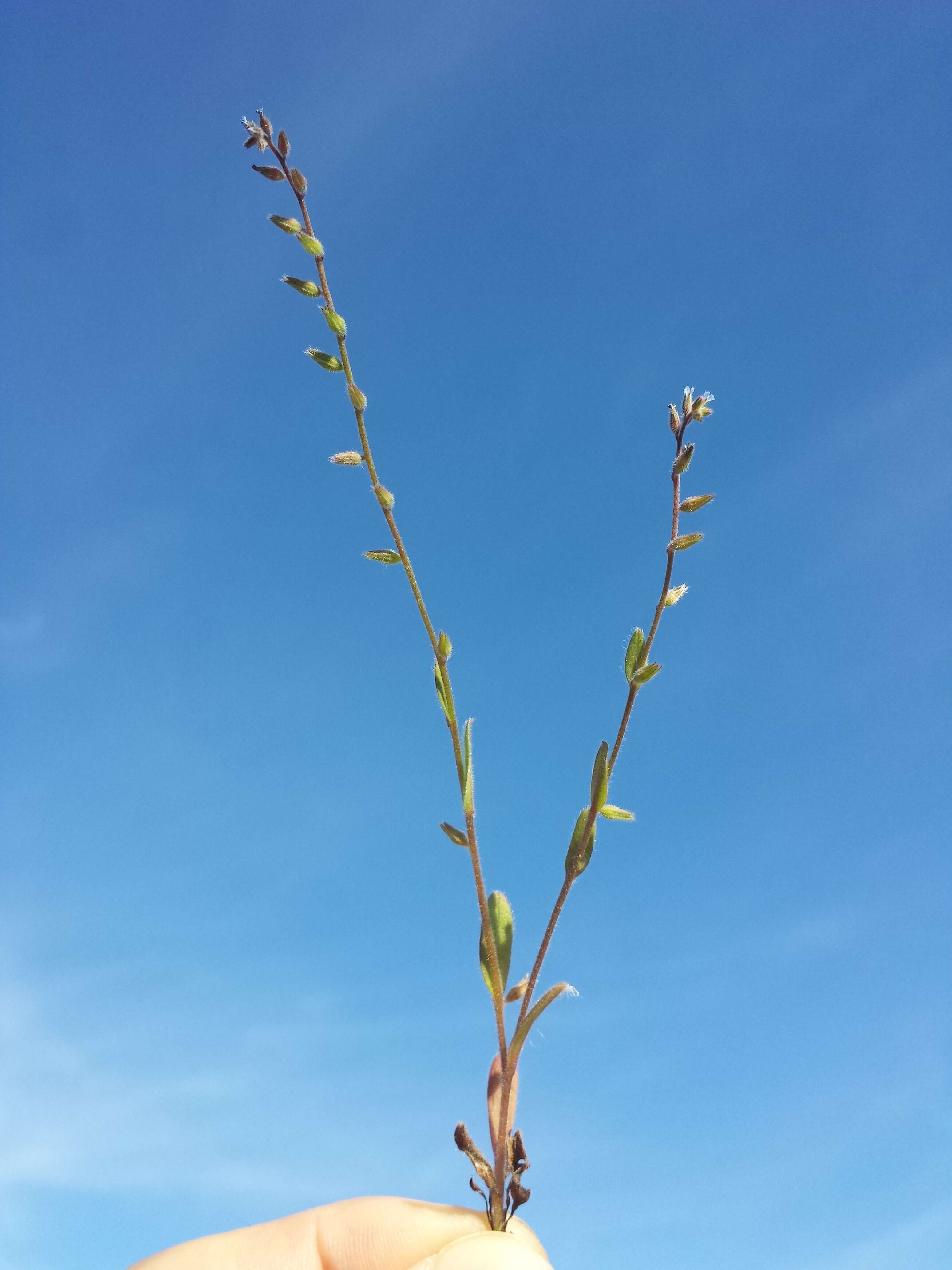 Image of strict forget-me-not