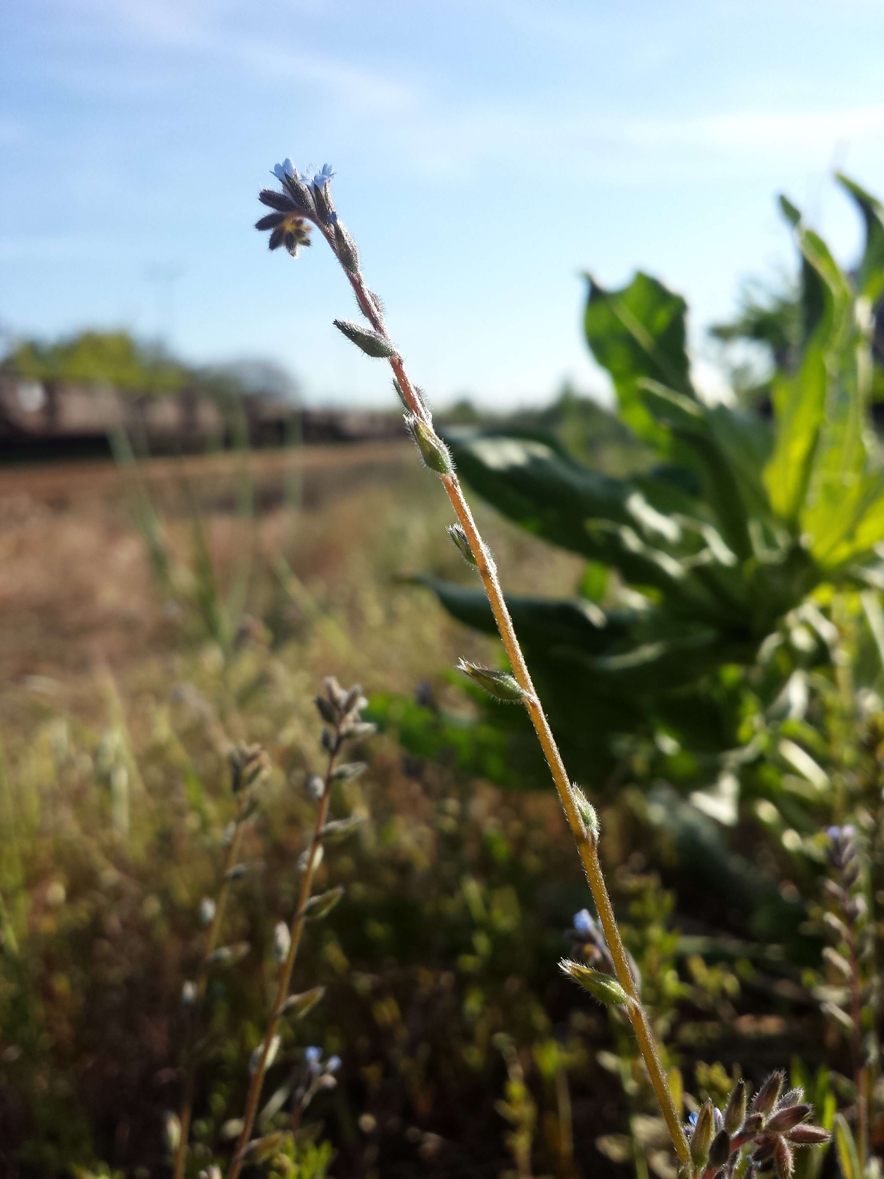 Image of strict forget-me-not