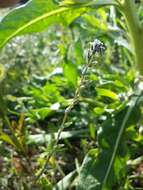 Image of strict forget-me-not