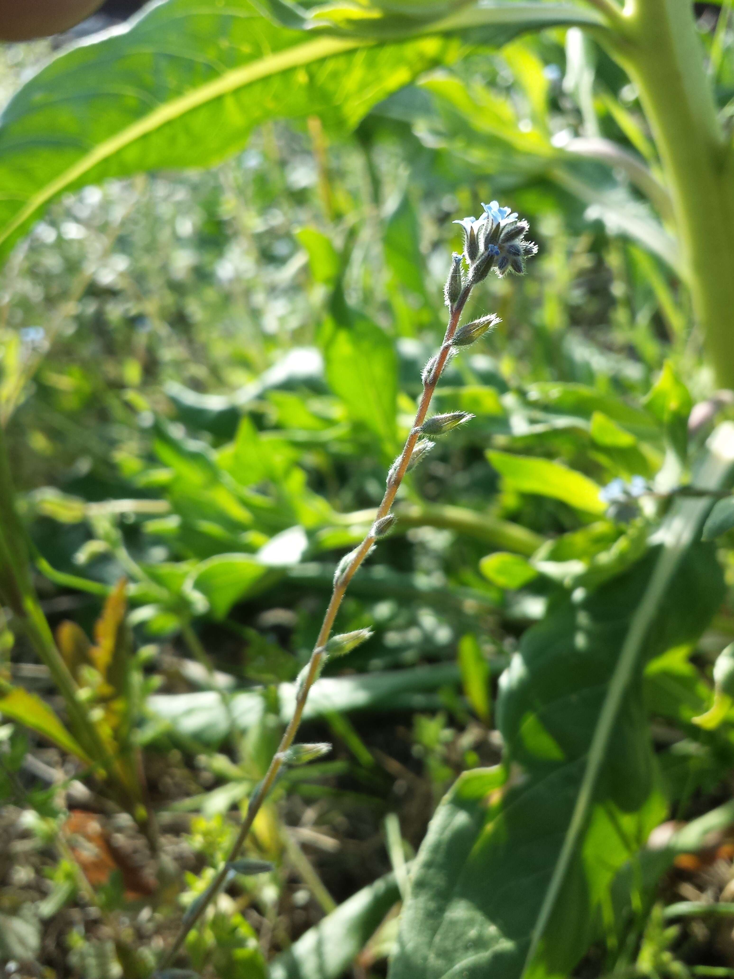 Image of strict forget-me-not