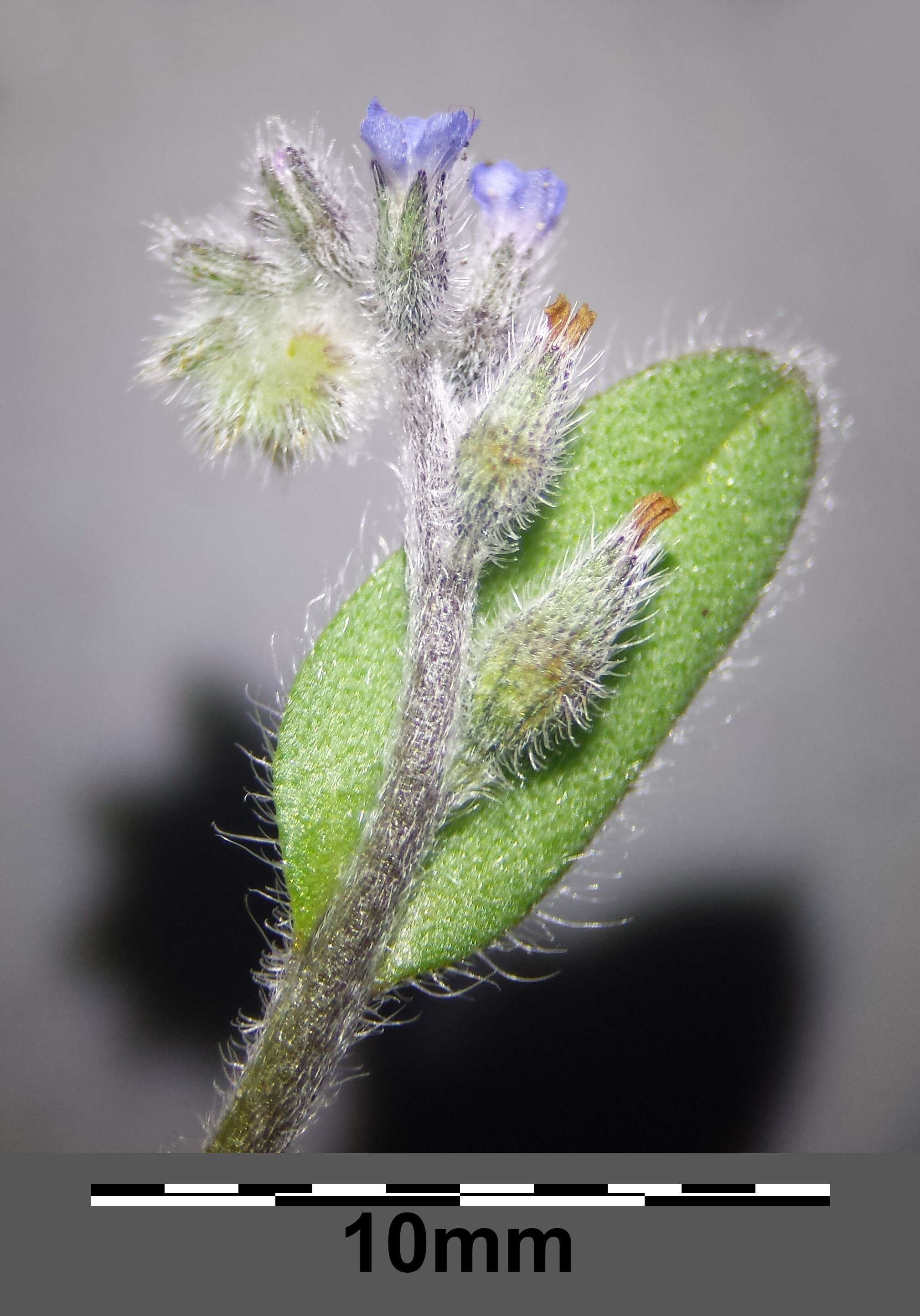 Image of strict forget-me-not