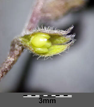 Image of strict forget-me-not