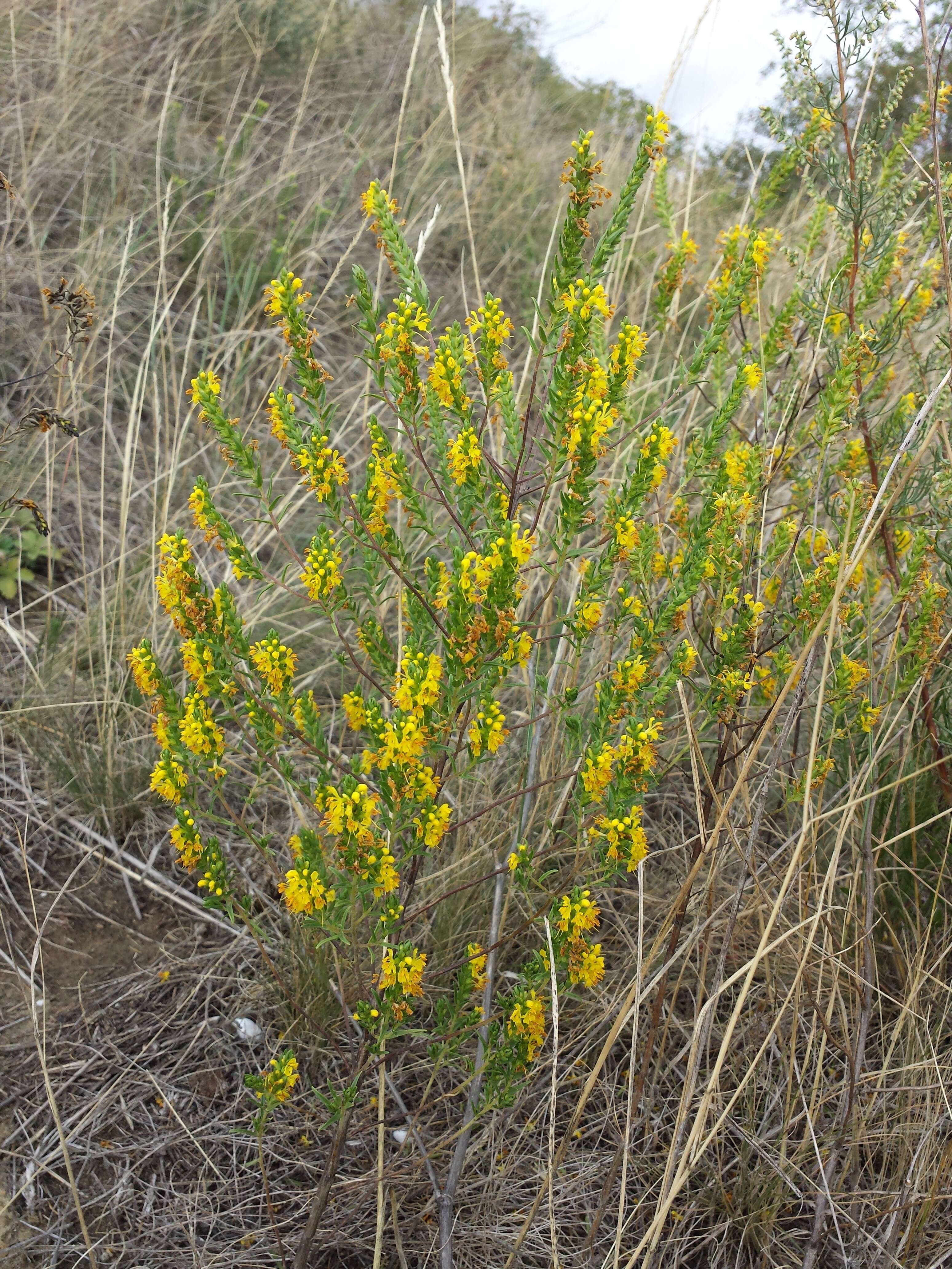 Imagem de Odontites luteus (L.) Clairv.