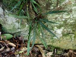 Image of Asplenium attenuatum R. Br.