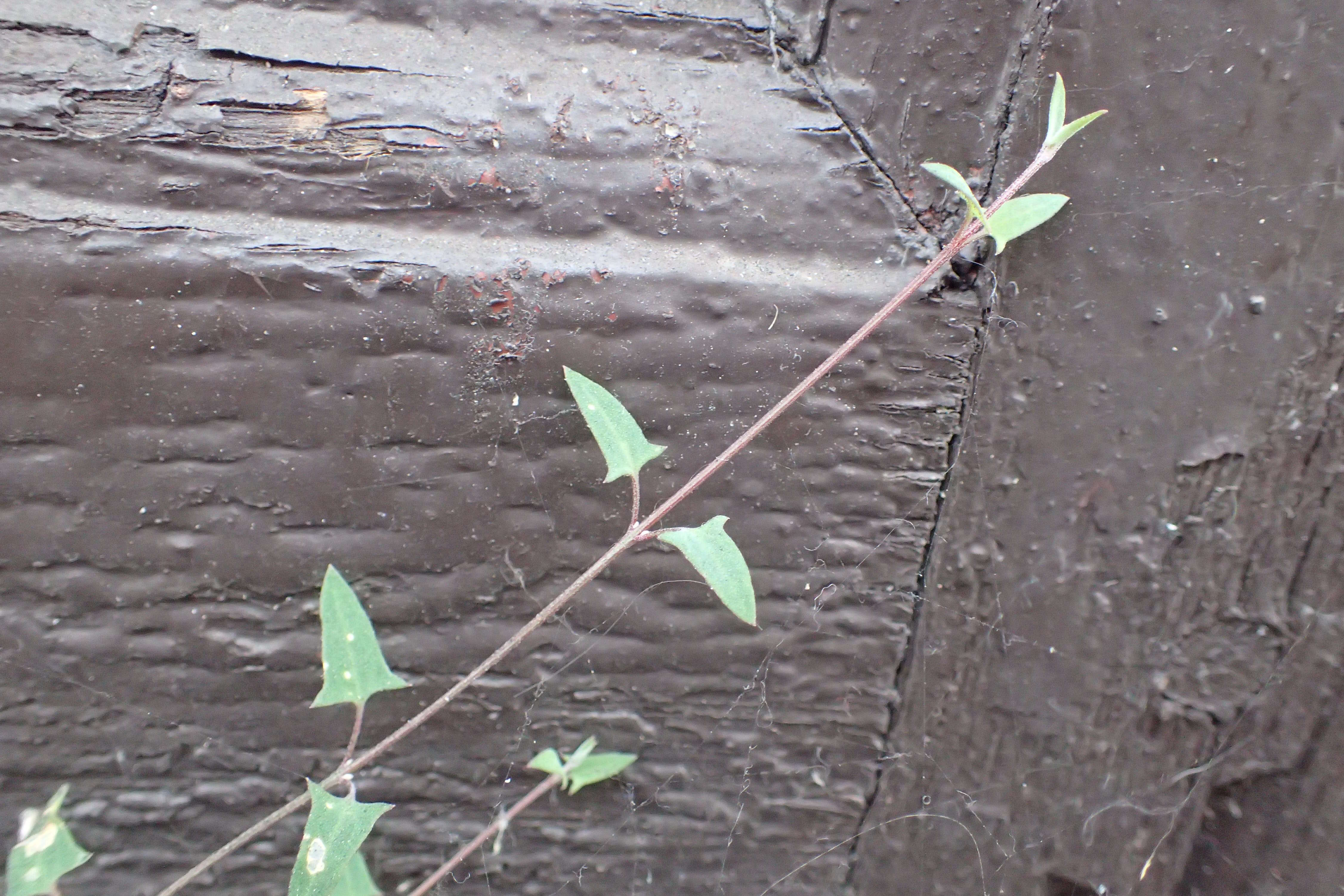 Plancia ëd Chenopodium nutans (R. Br.) S. Fuentes & Borsch